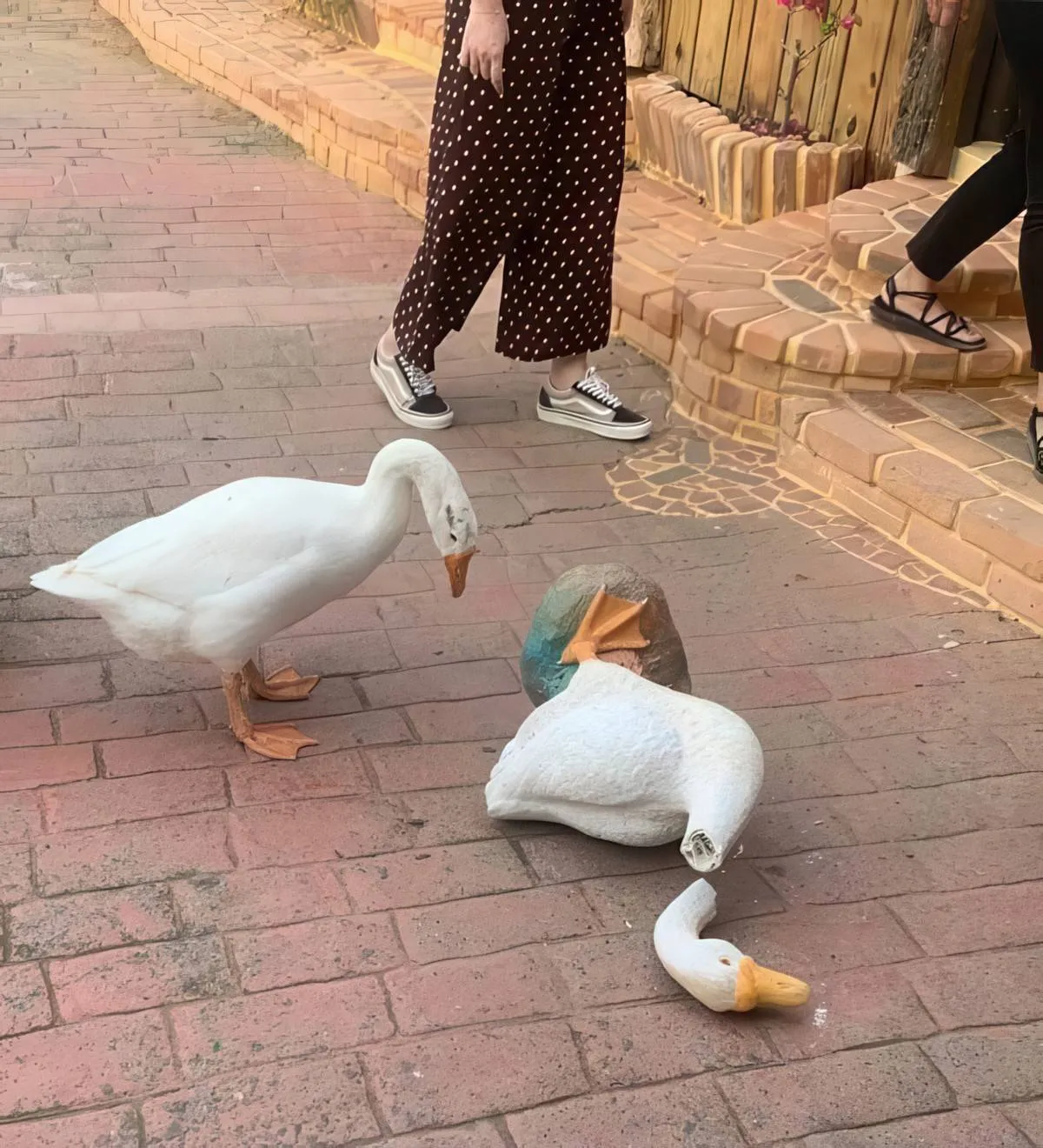 Gewoon een verzameling hilarische foto's #2076