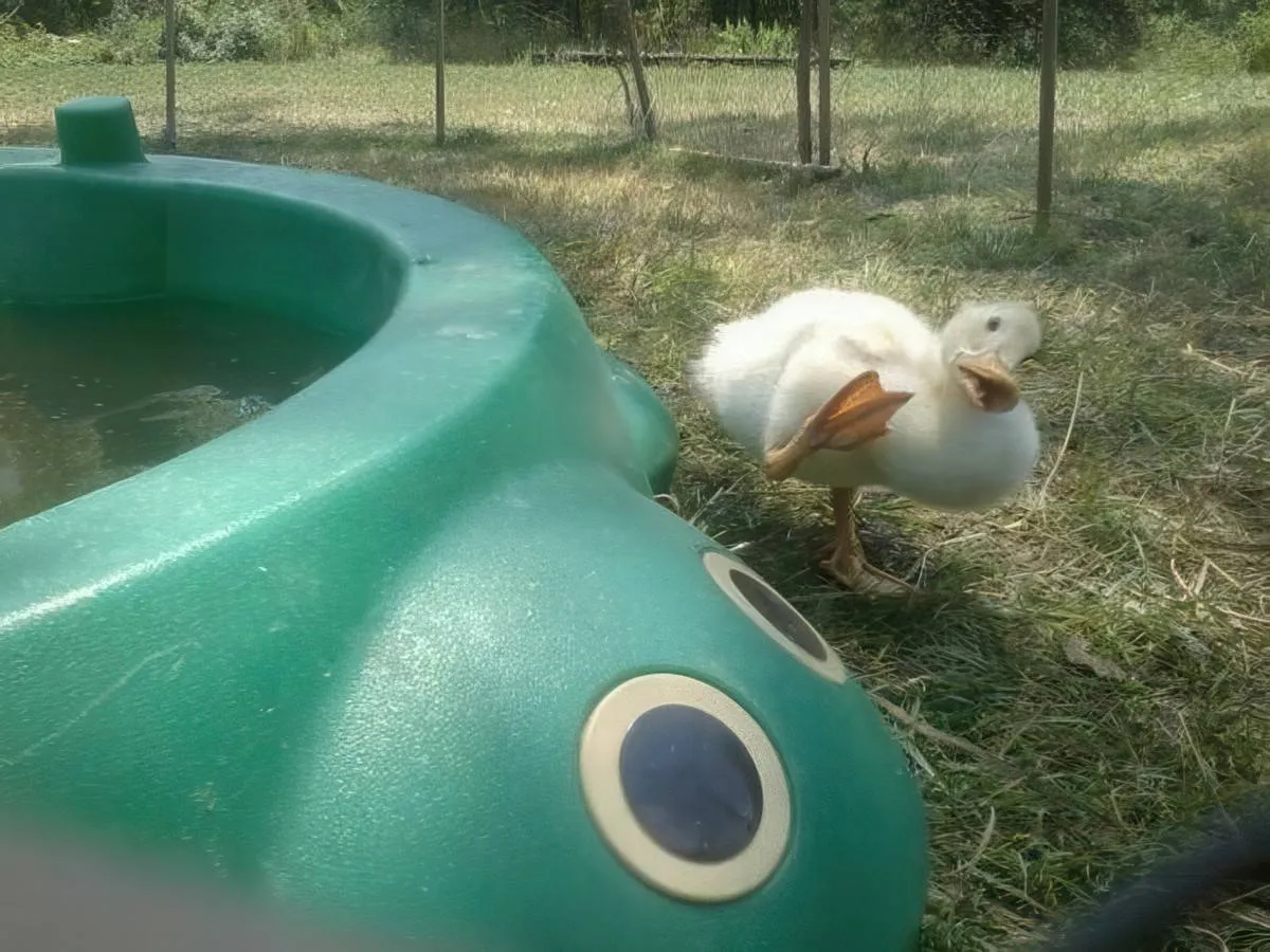Gewoon een verzameling hilarische foto's #2088