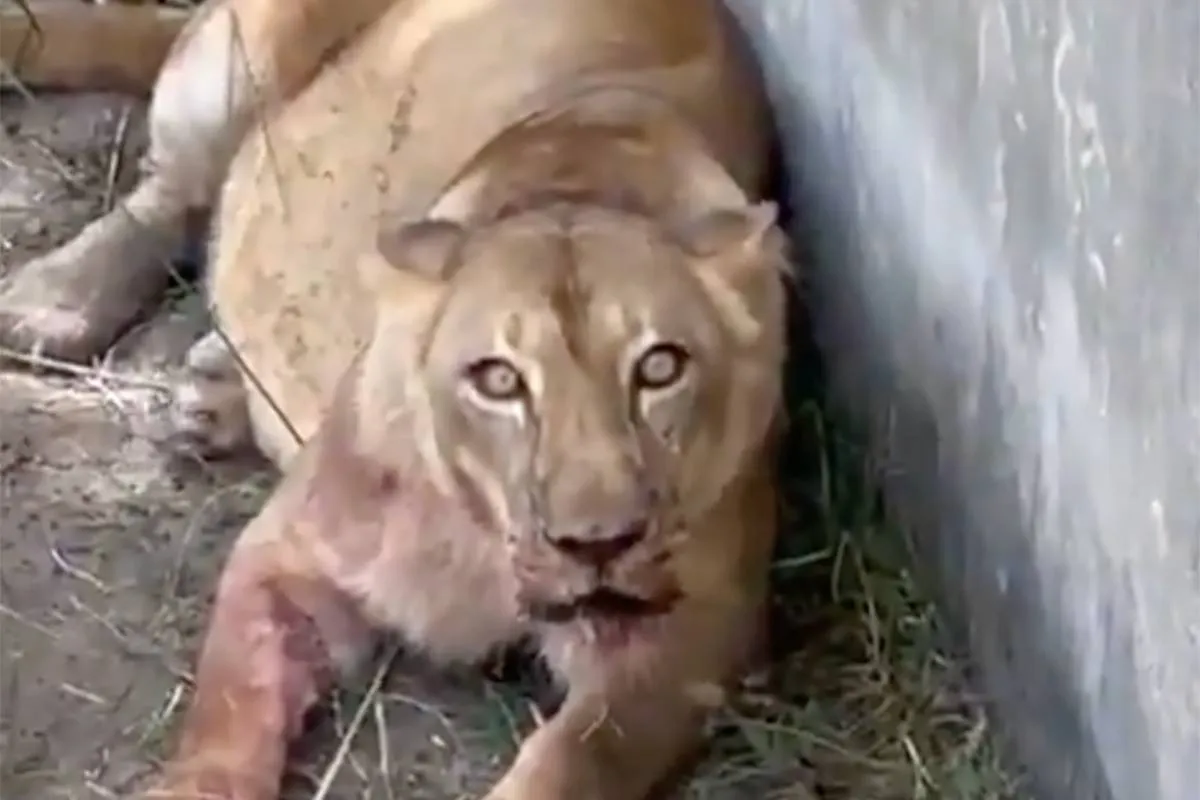 thumb_db_brazilie_leeuw_aftermath