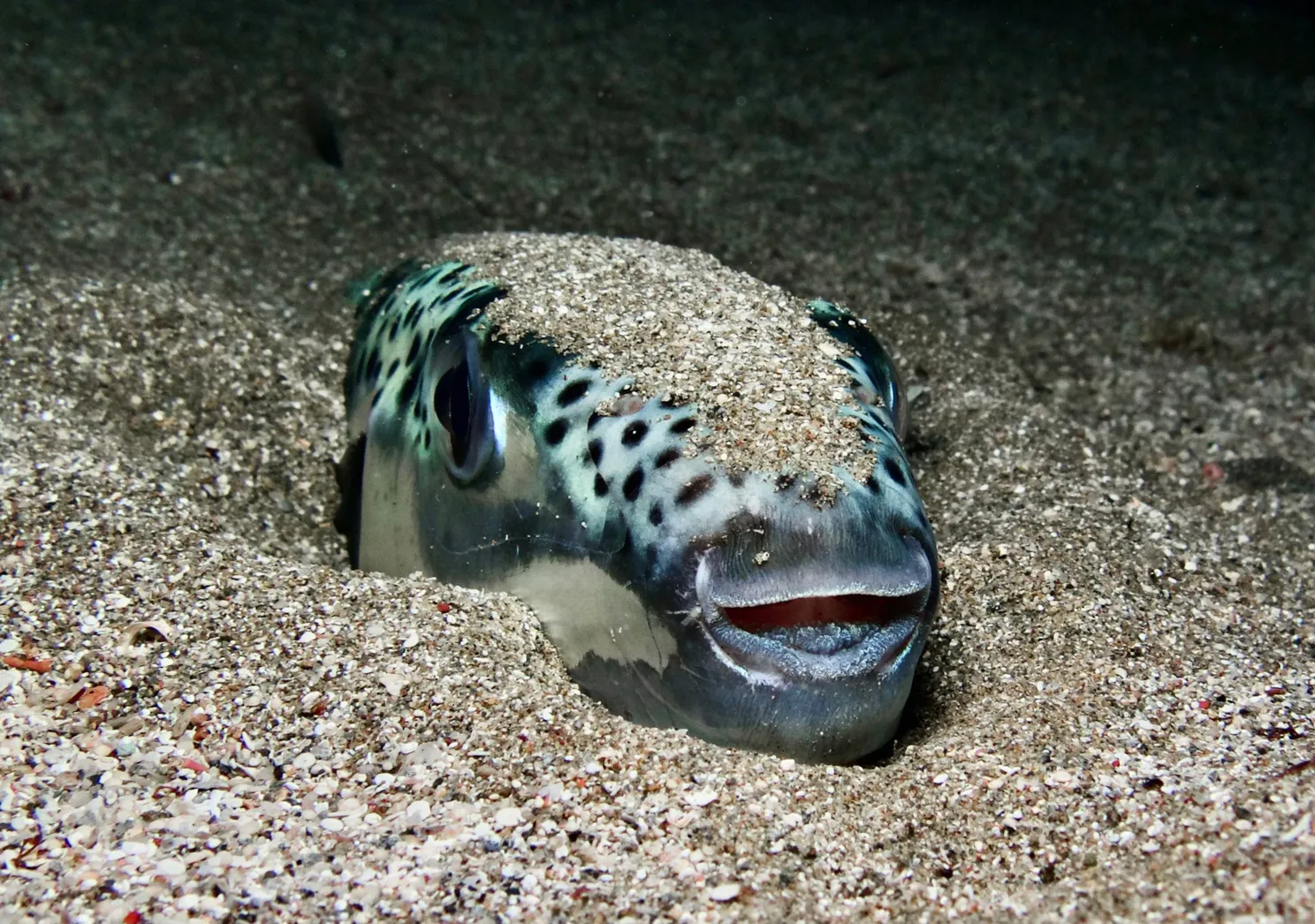 shutterstock_2063905358