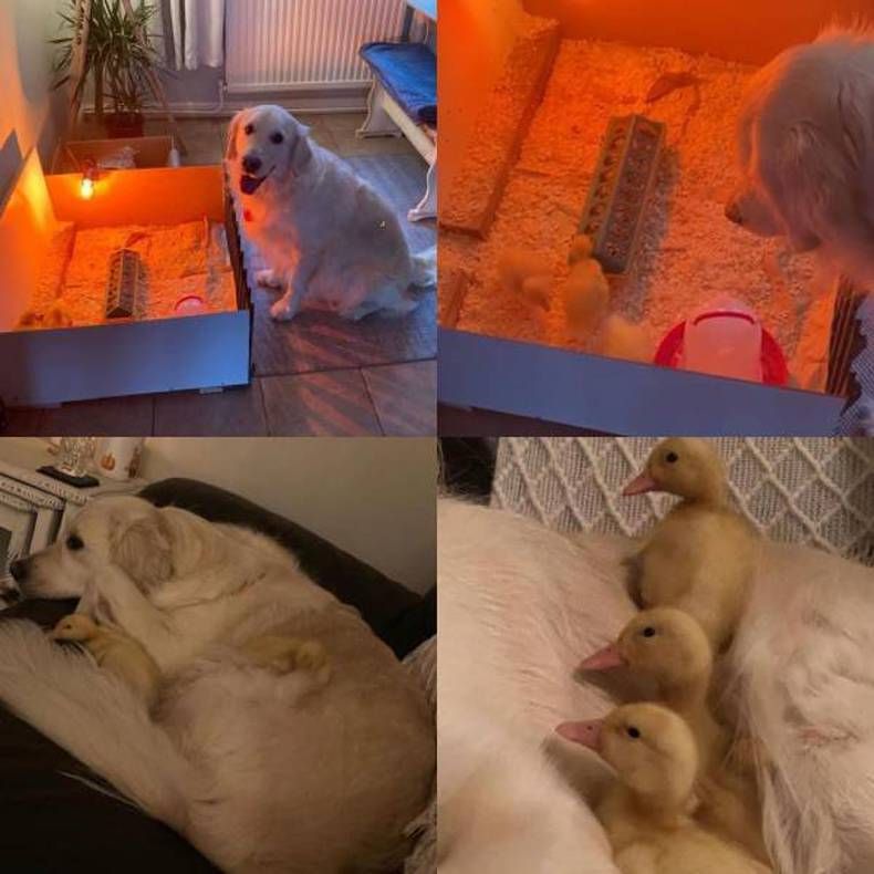 Gewoon een verzameling hilarische foto's #1401