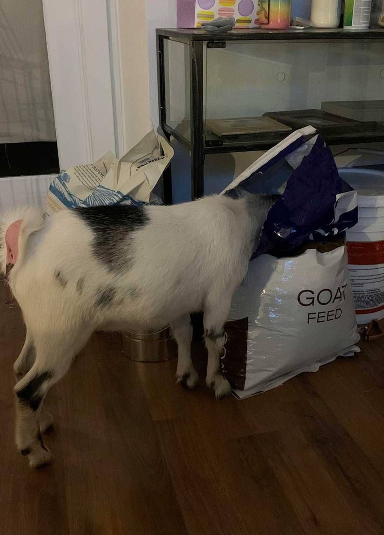 Gewoon een verzameling hilarische foto’s #1465