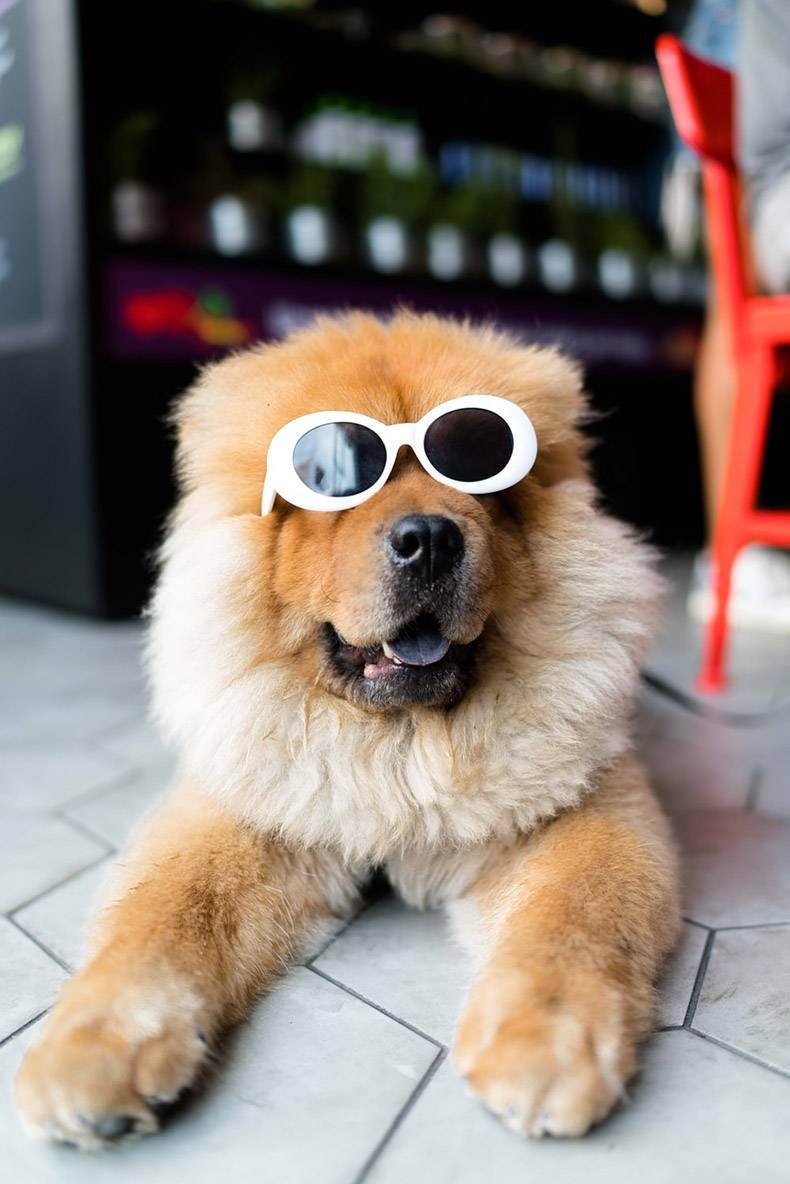 Gewoon een verzameling hilarische foto's #1303