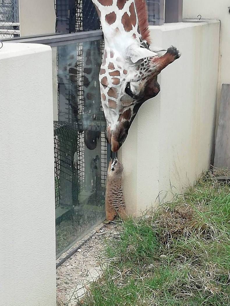 Gewoon een verzameling hilarische foto's #1303