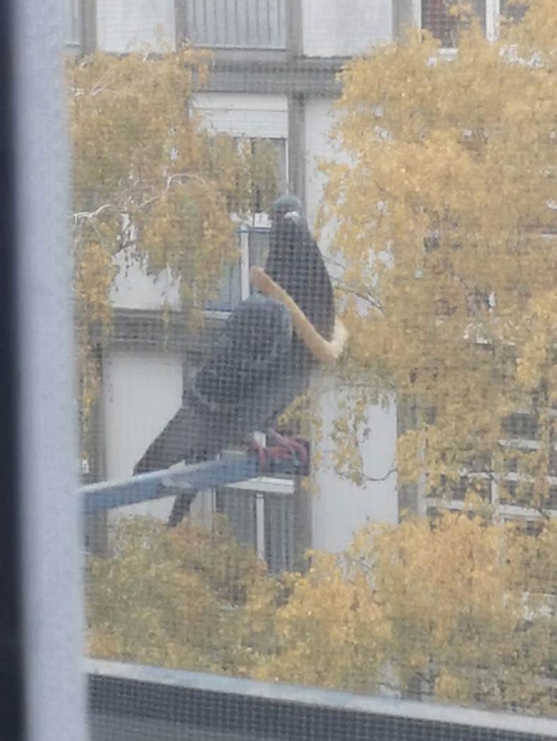 Gewoon een verzameling hilarische foto's #1519
