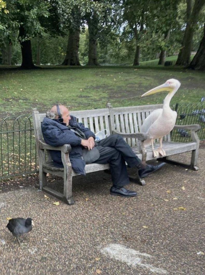 Gewoon een verzameling hilarische foto's #1522
