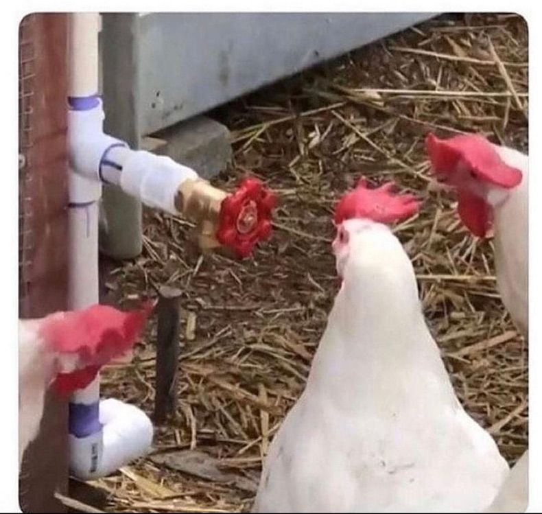 Gewoon een verzameling hilarische foto's #1522