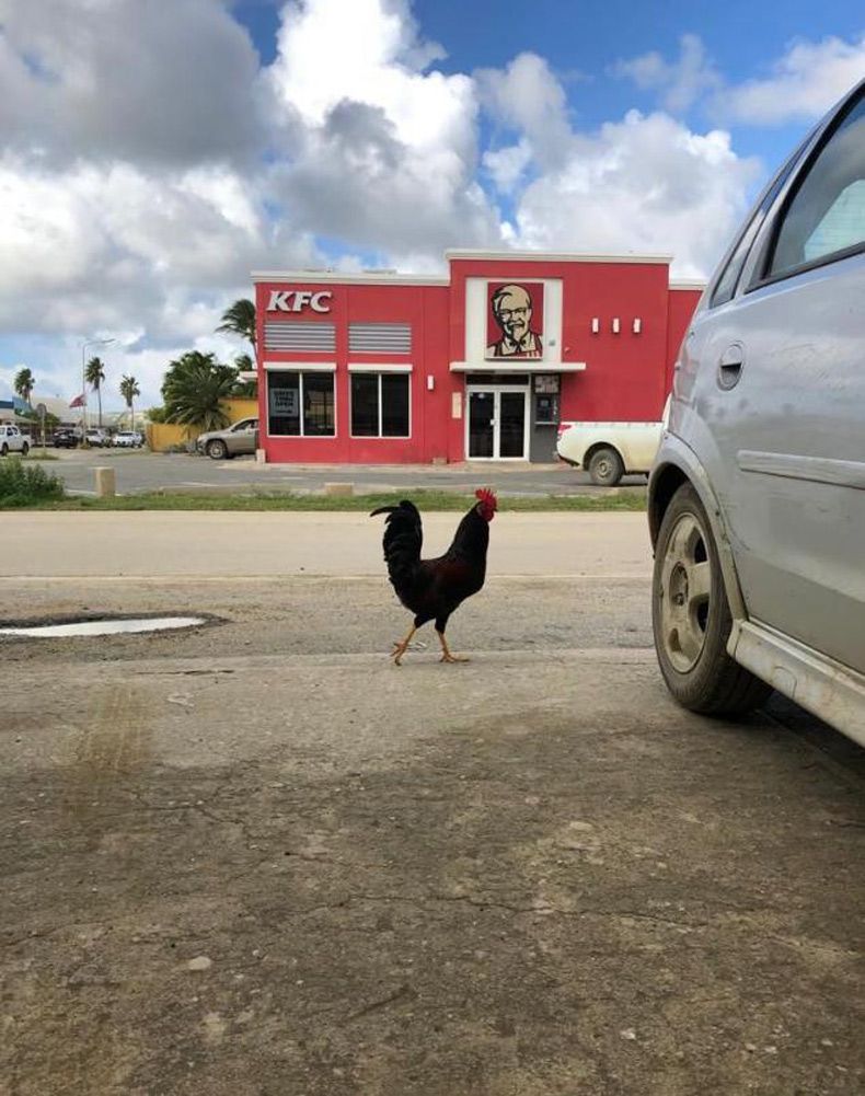 Gewoon een verzameling hilarische foto's #1523