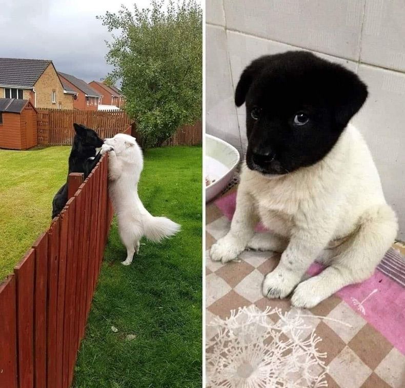 Gewoon een verzameling hilarische foto's #1523
