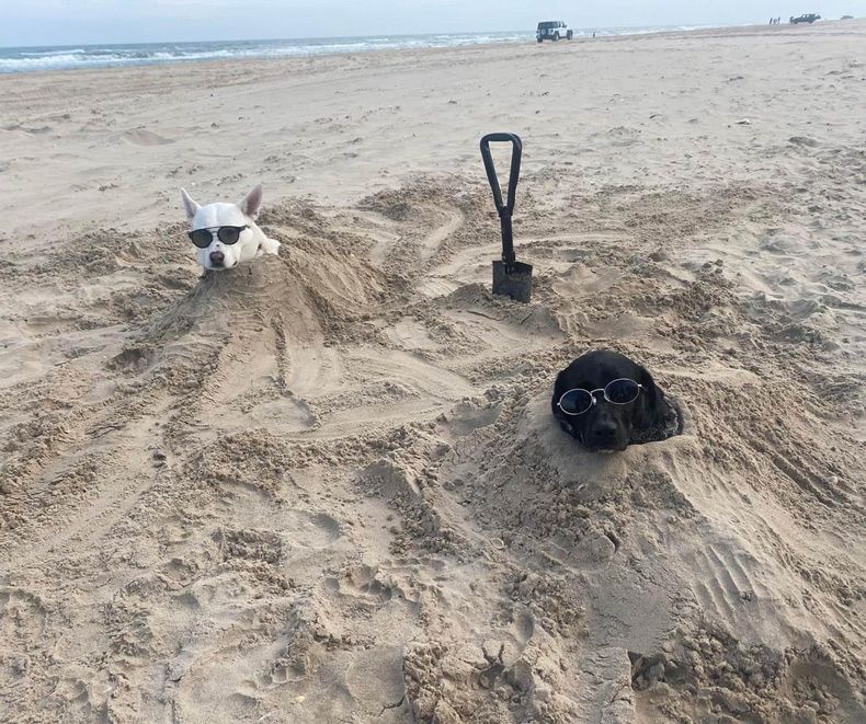 Gewoon een verzameling hilarische foto's #1529
