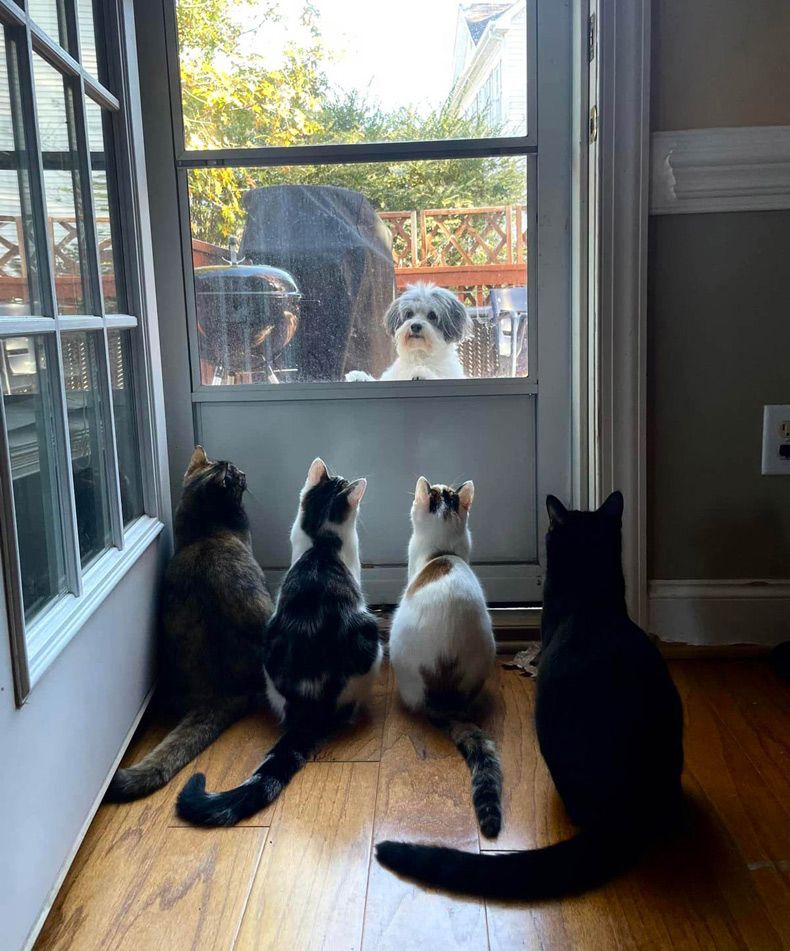 Gewoon een verzameling hilarische foto's #1529