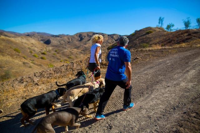 Hardlopen met je hond kan goed, maar let wel op deze dingen