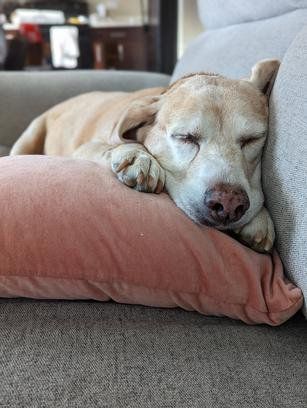 Leven van hond van Redditor gered door bitcoin