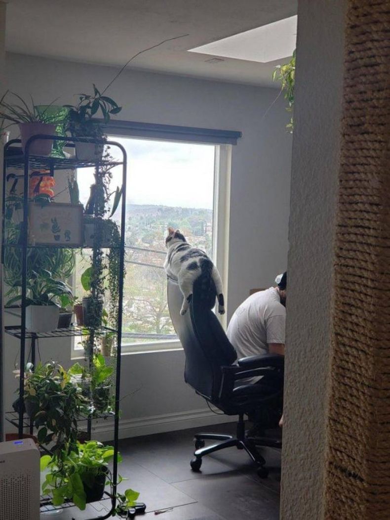 Gewoon een verzameling hilarische foto's #1485