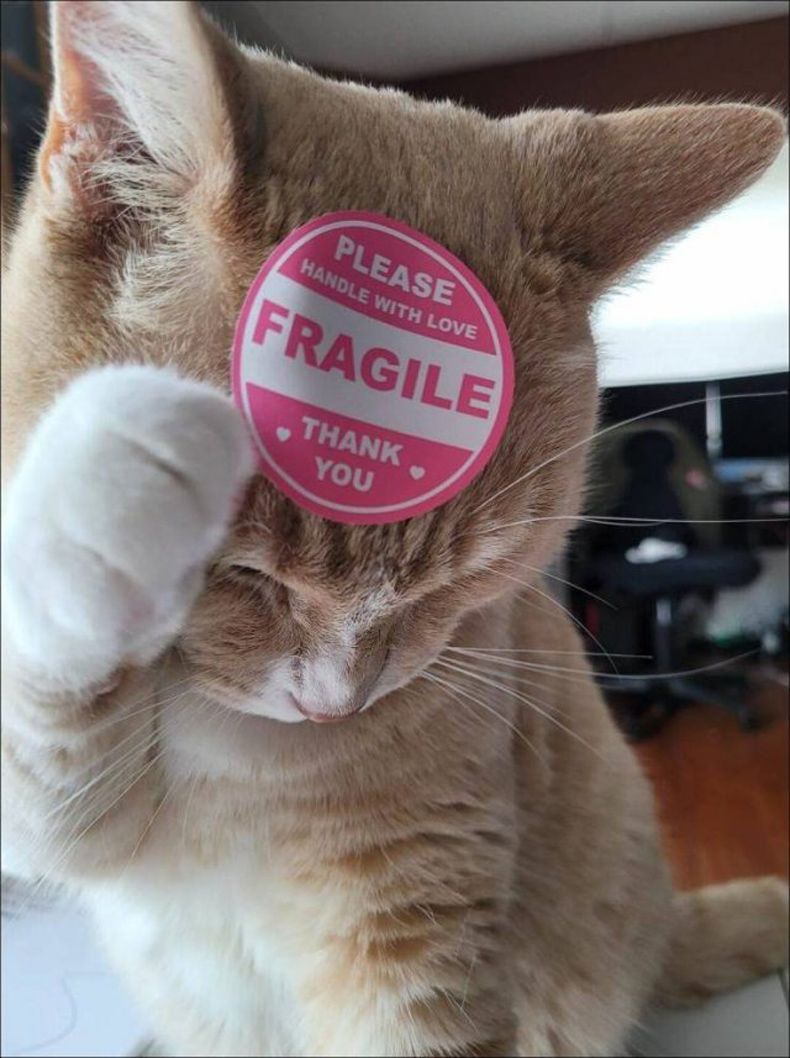 Gewoon een verzameling hilarische foto's #1485