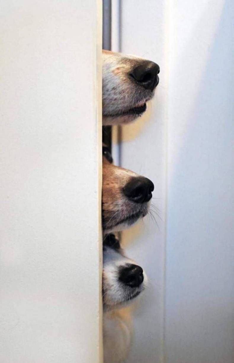 Gewoon een verzameling hilarische foto's #1406