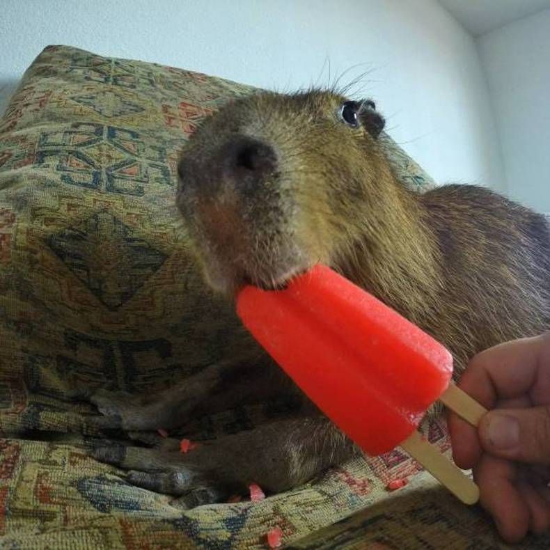 Gewoon een verzameling hilarische foto's #1406