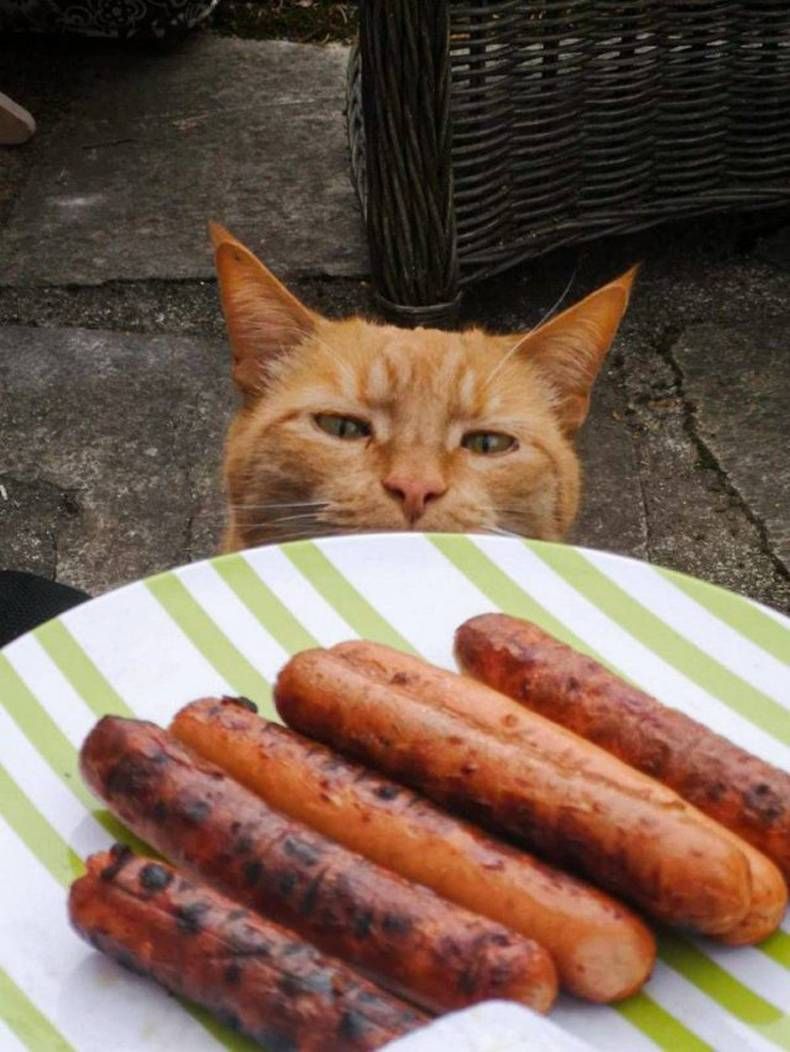 Gewoon een verzameling hilarische foto's #1428