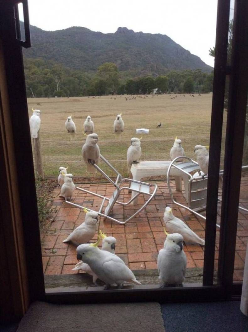 Gewoon een verzameling hilarische foto's #1436