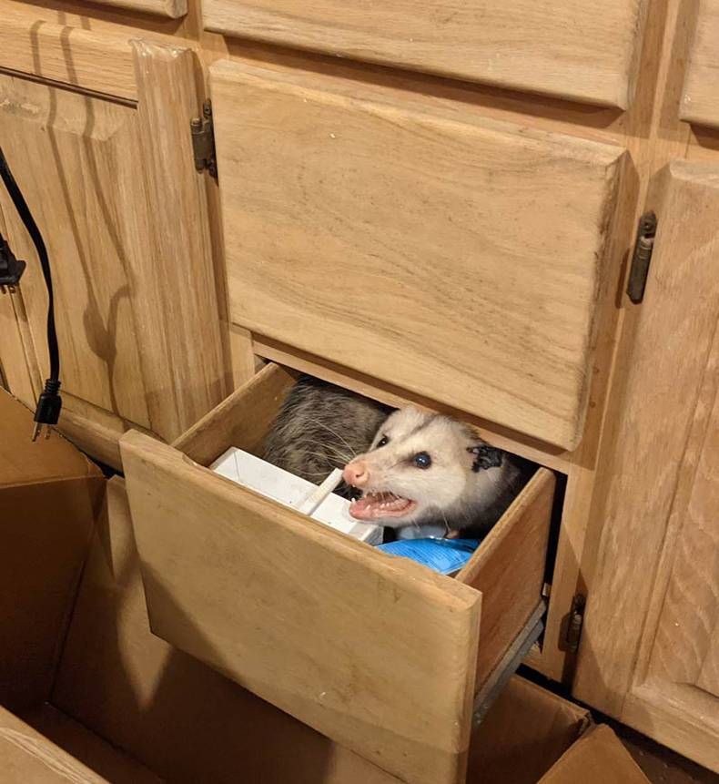 Gewoon een verzameling hilarische foto's #1401