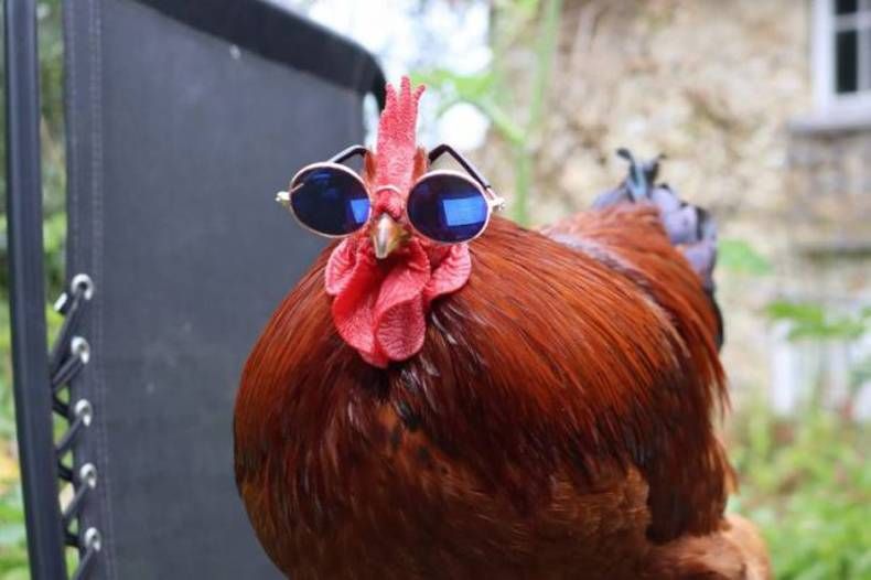 Gewoon een verzameling hilarische foto's #1476