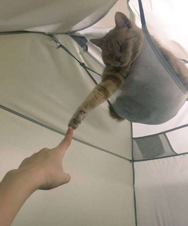 Gewoon een verzameling hilarische foto's #1438