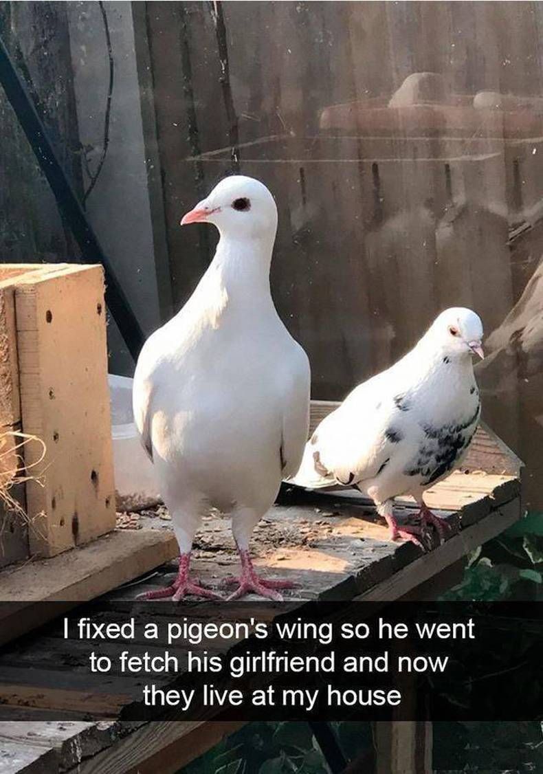 Gewoon een verzameling hilarische foto's #1427