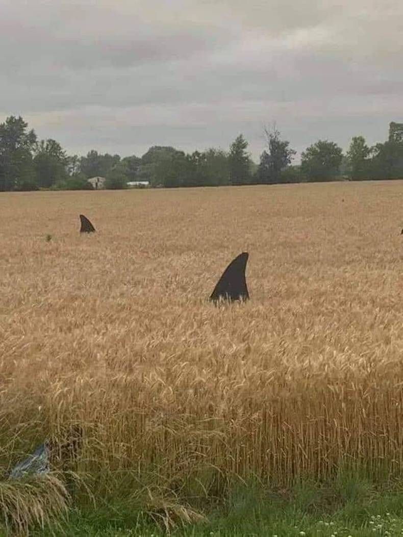 Gewoon een verzameling hilarische foto's #1470