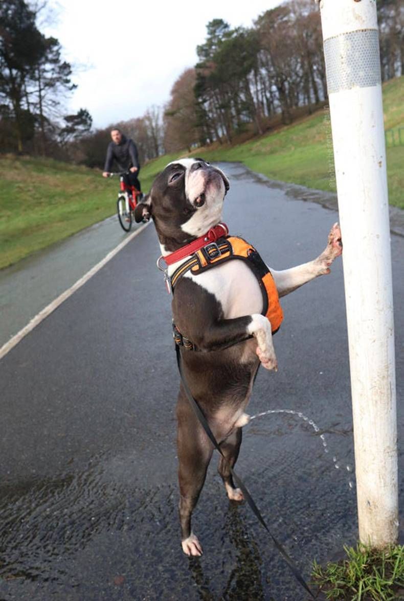 Gewoon een verzameling hilarische foto's #1440