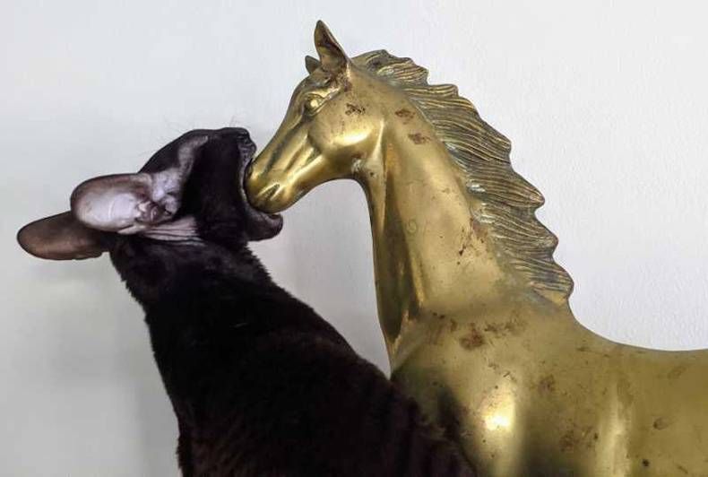 Gewoon een verzameling hilarische foto's #1406
