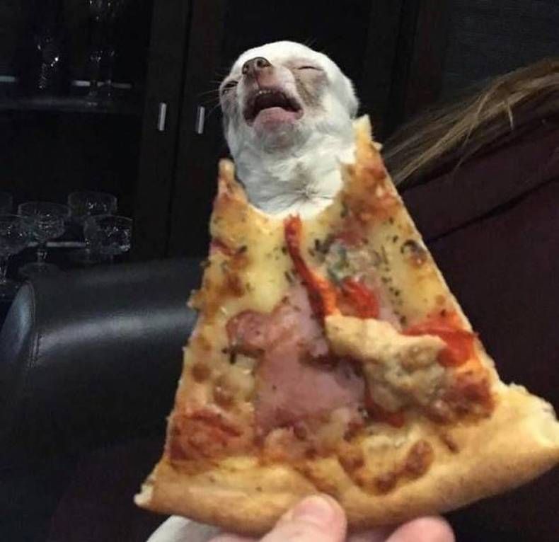 Gewoon een verzameling hilarische foto's #1472