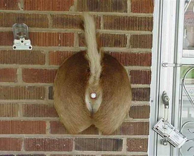 Gewoon een verzameling hilarische foto's #1406