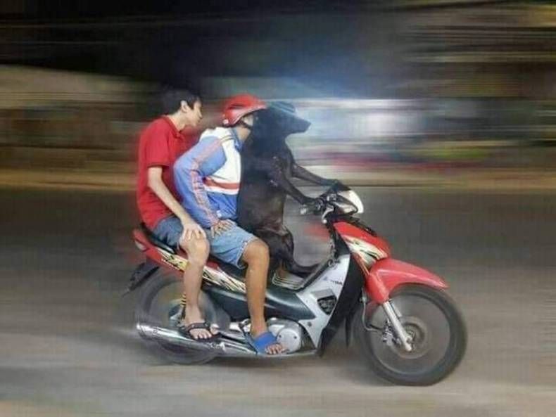 Gewoon een verzameling hilarische foto’s #1474