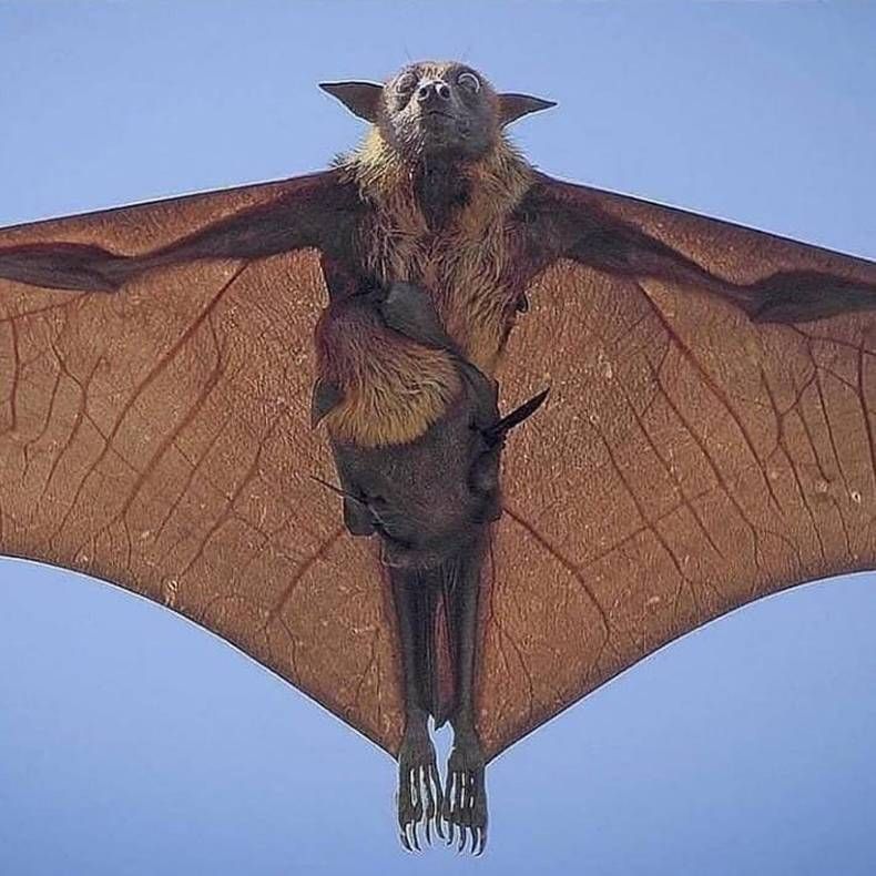 Gewoon een verzameling hilarische foto's #1462