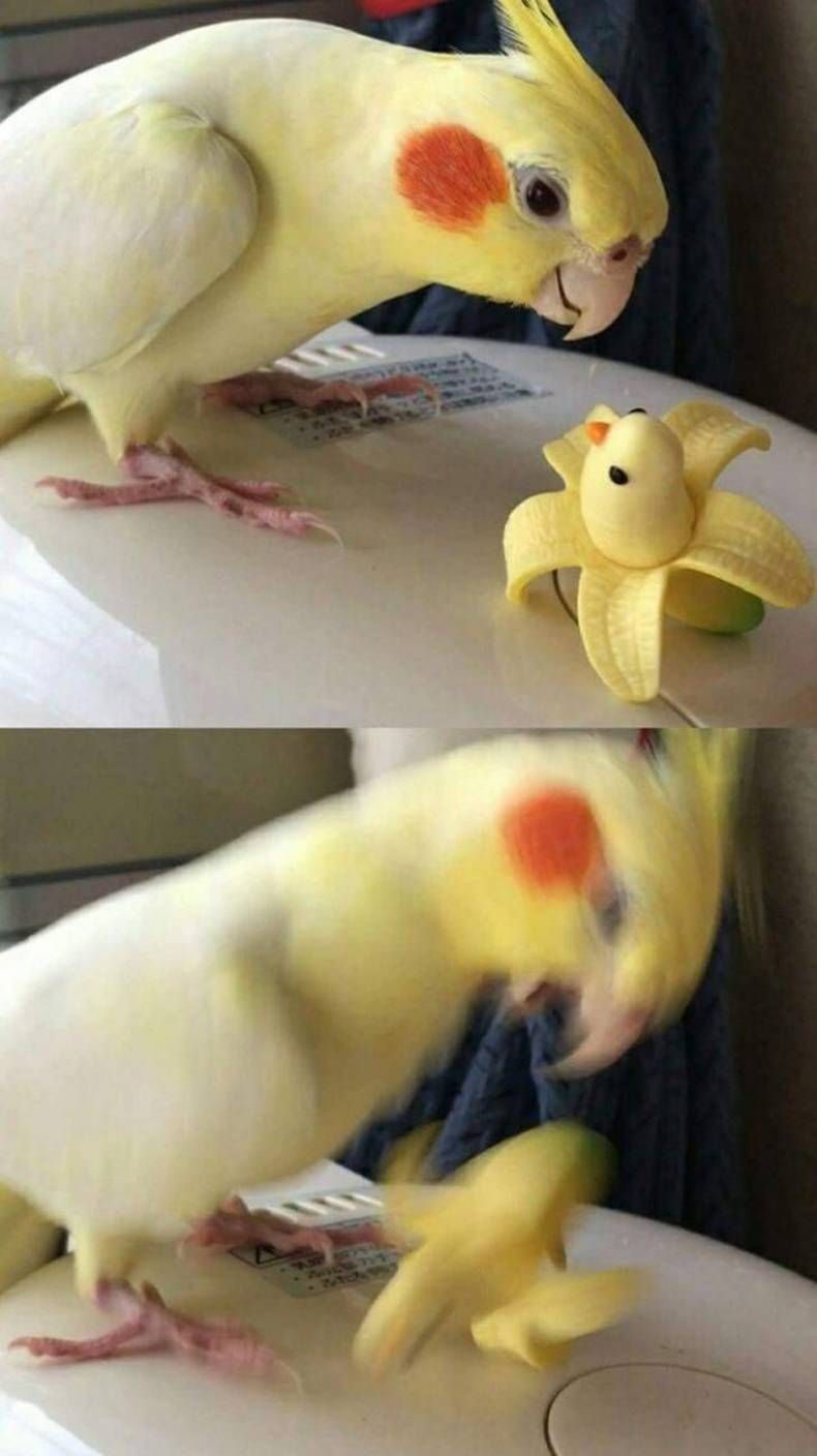 Gewoon een verzameling hilarische foto's #1408