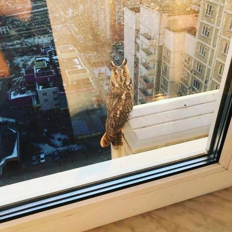 Gewoon een verzameling hilarische foto's #1413