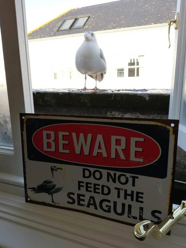 Gewoon een verzameling hilarische foto's #1382