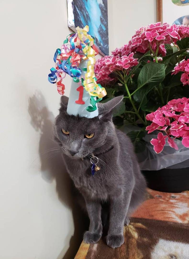 Gewoon een verzameling hilarische foto's #1423