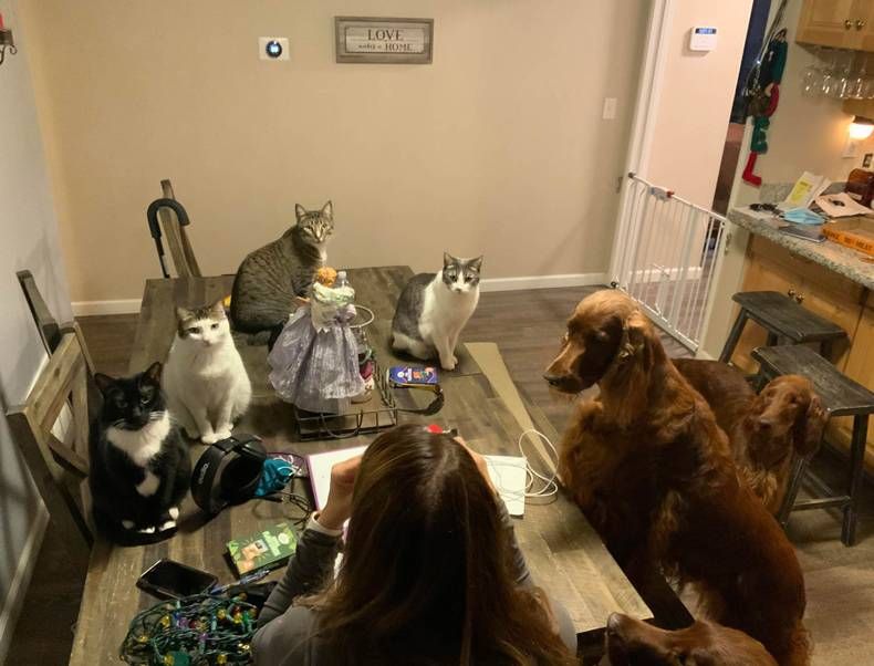 Gewoon een verzameling hilarische foto's #1387