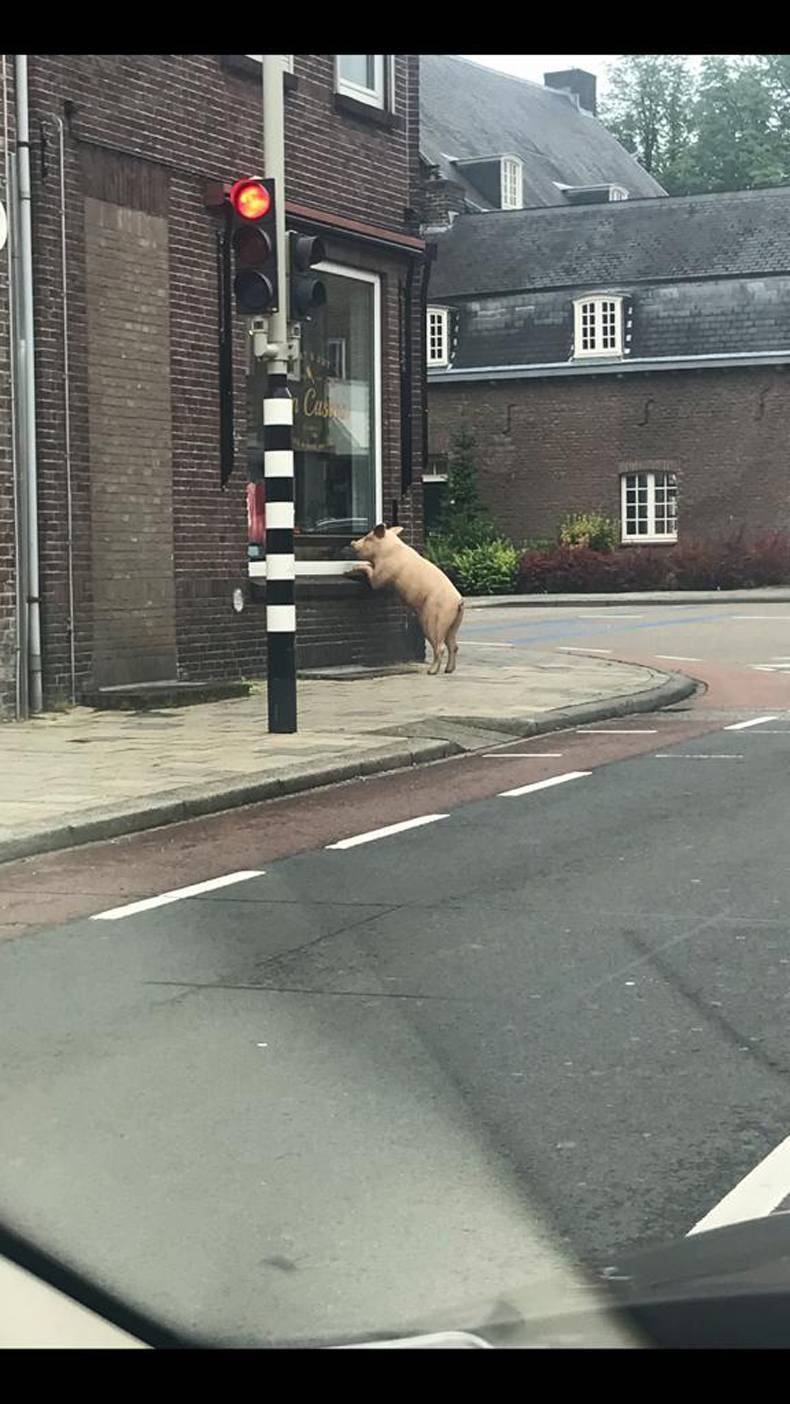 Gewoon een verzameling hilarische foto's #1462