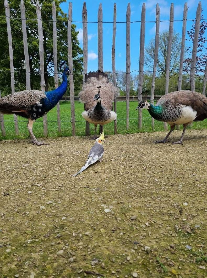 Gewoon een verzameling hilarische foto's #1443
