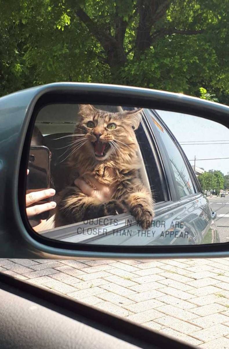 Gewoon een verzameling hilarische foto's #1408