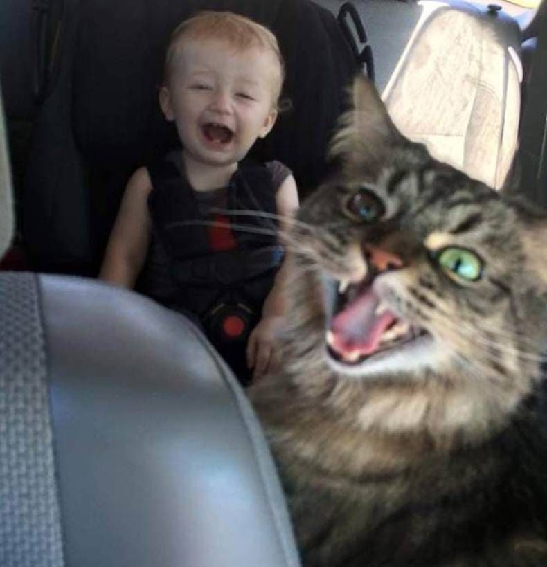 Gewoon een verzameling hilarische foto's #1429