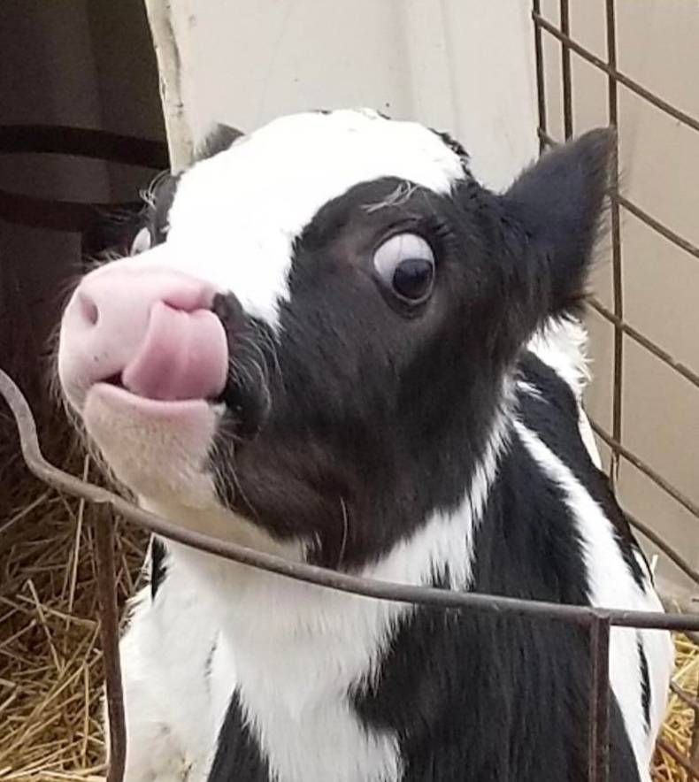 Gewoon een verzameling hilarische foto's #1436