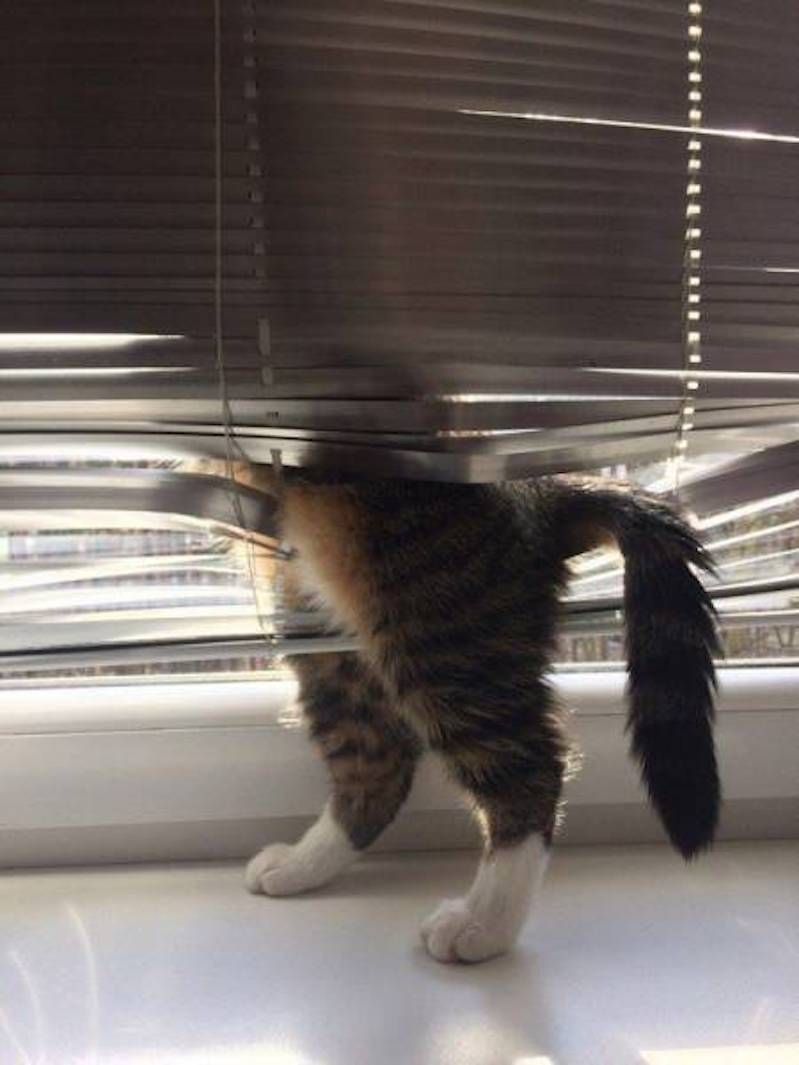 Gewoon een verzameling hilarische foto’s #796