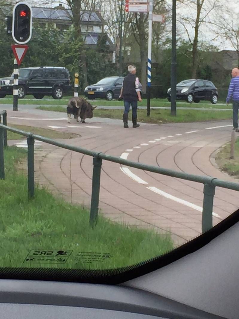 Gewoon een verzameling hilarische foto’s #796