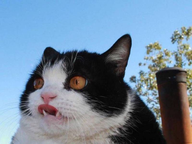 Gewoon een verzameling hilarische foto’s #796