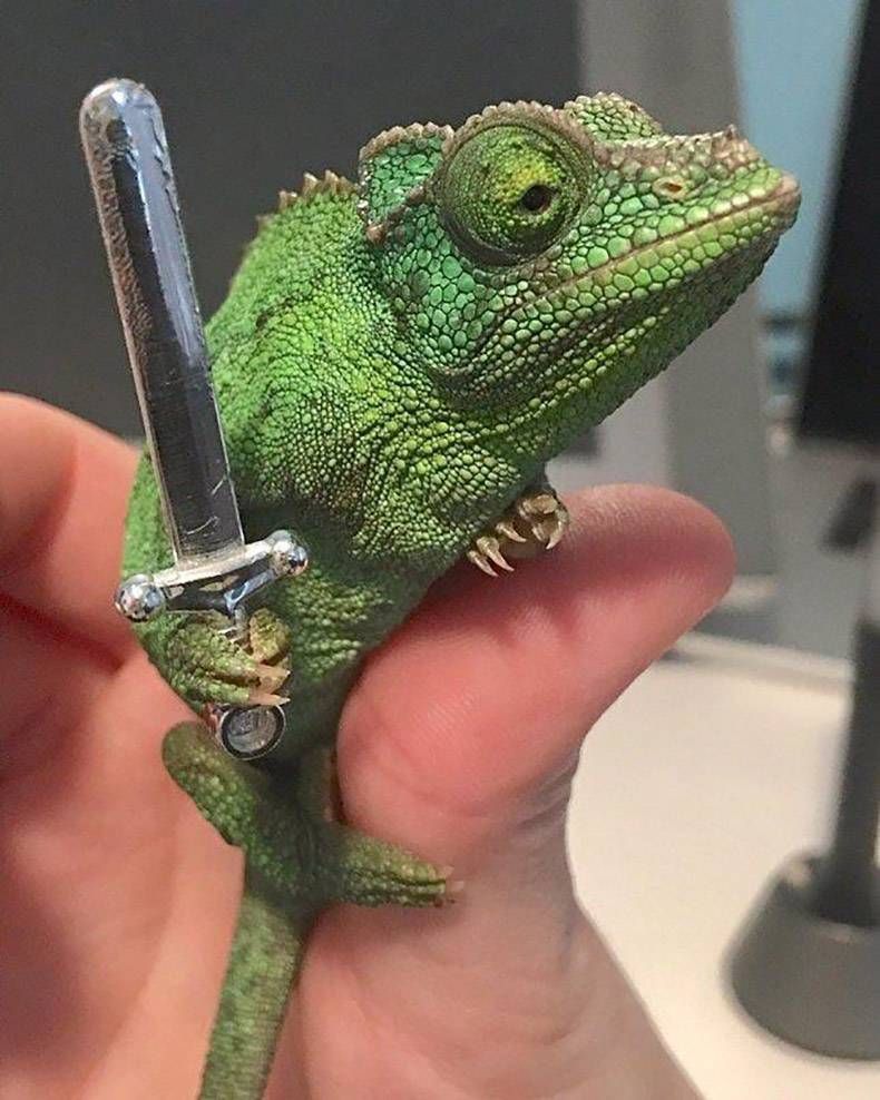 Gewoon een verzameling hilarische foto’s #865