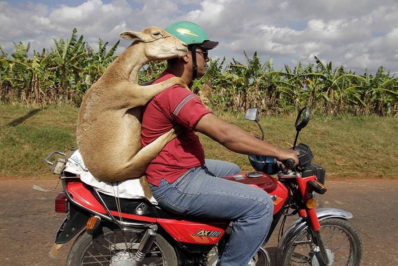 Pix Dump #1000 Special: Gewoon een verzameling foto's van dieren