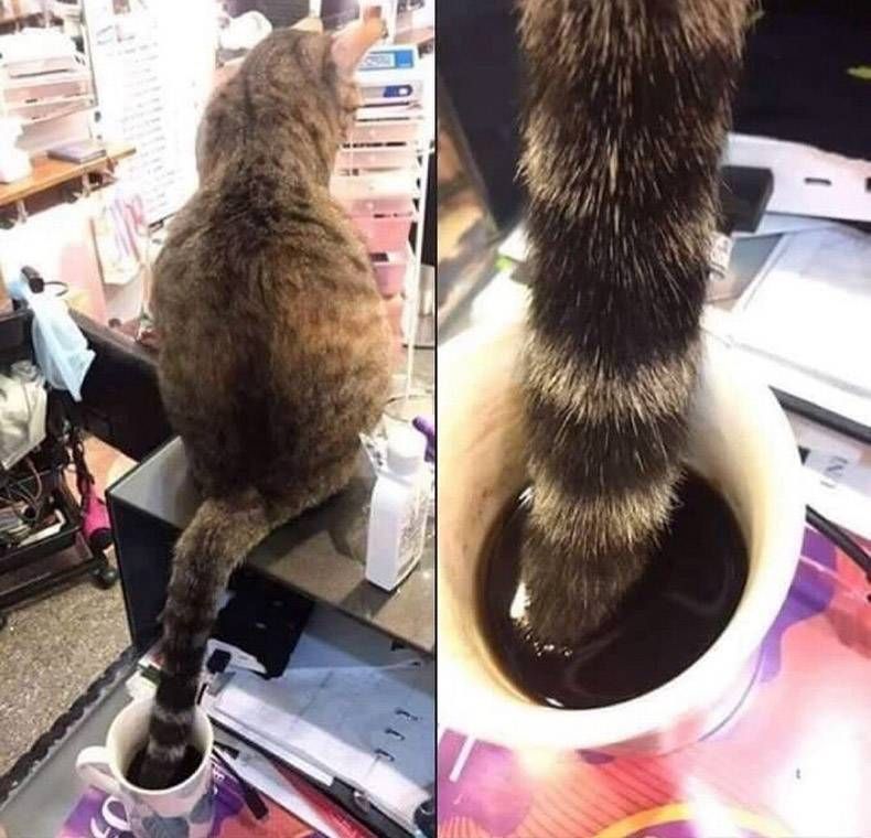 Gewoon een verzameling hilarische foto's #1294